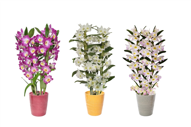 Dendrobium nob. Star Class 50cm 12cm Pot