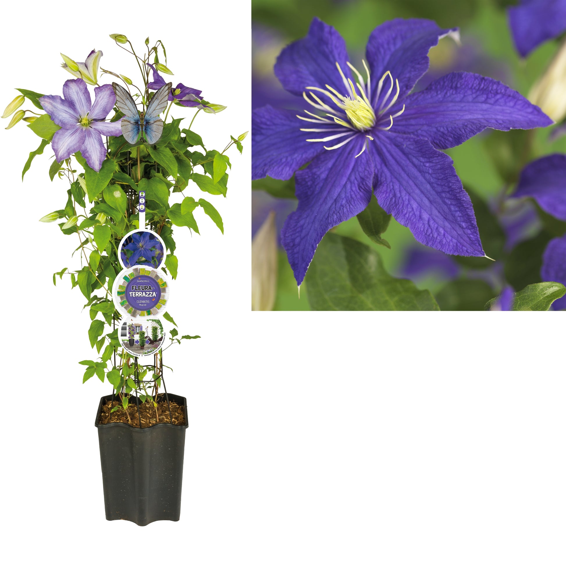 Clematis Rhapsody 75cm 19cm Pot