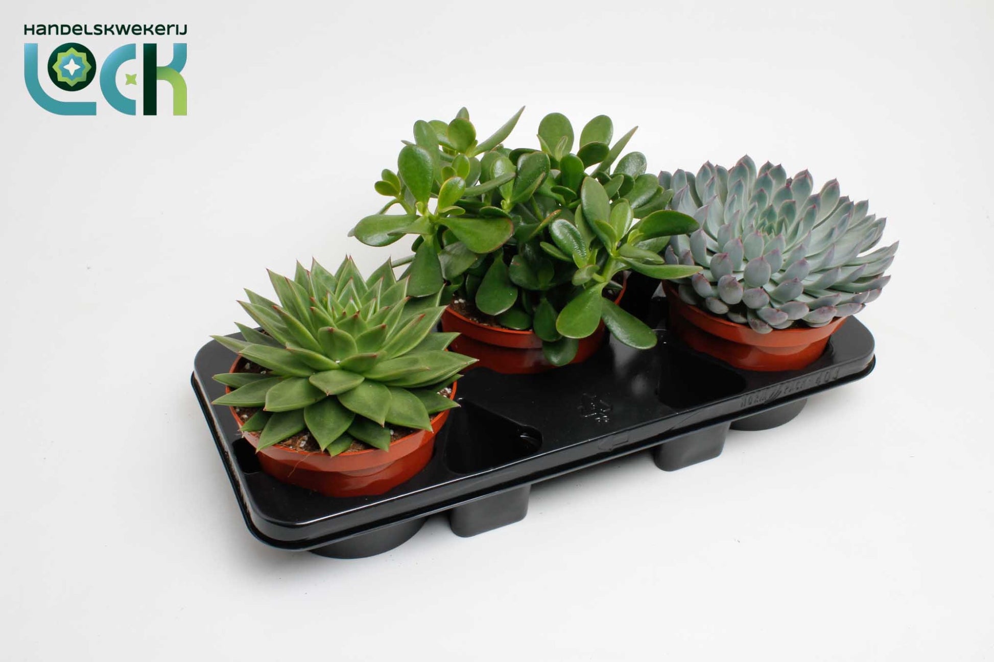 Lock, Handelskwekerij Succulenten mix Pack of 4
