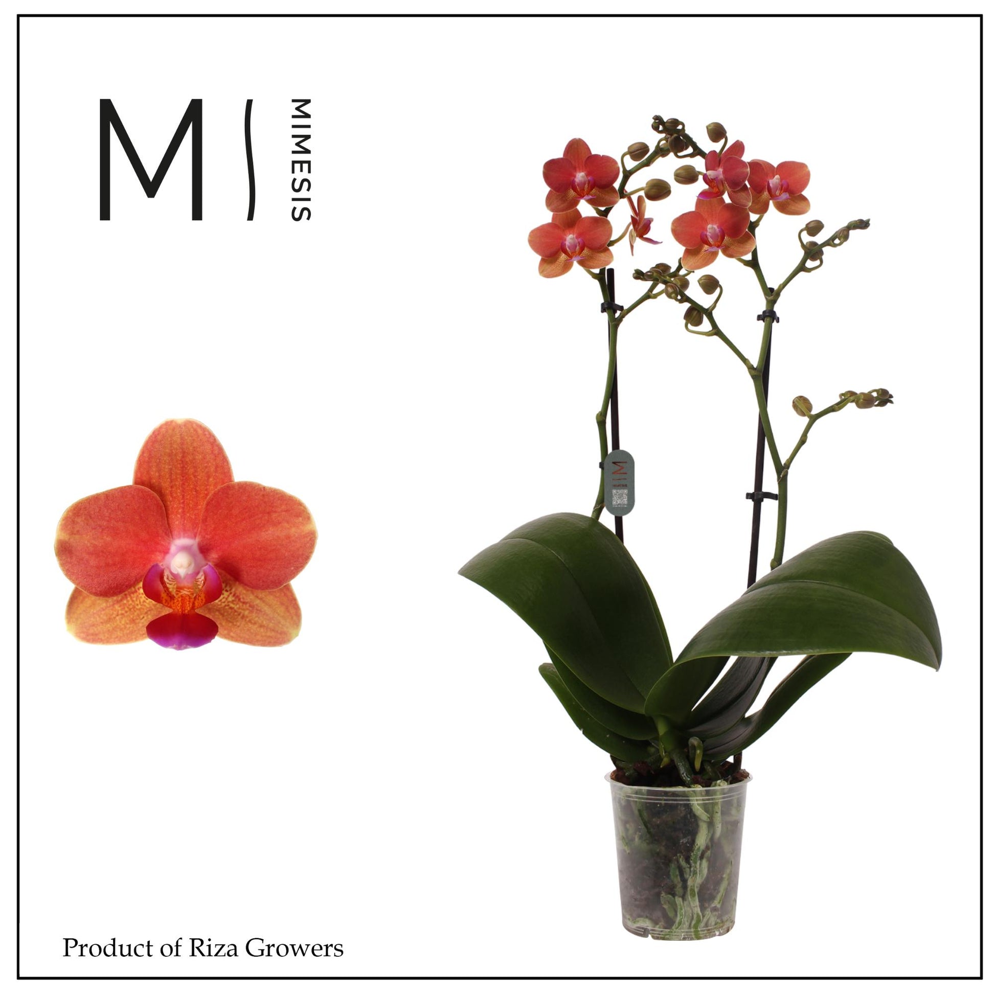 Riza Ter Laak Orchios Phalaenopsis Soft Touch Pack of 10