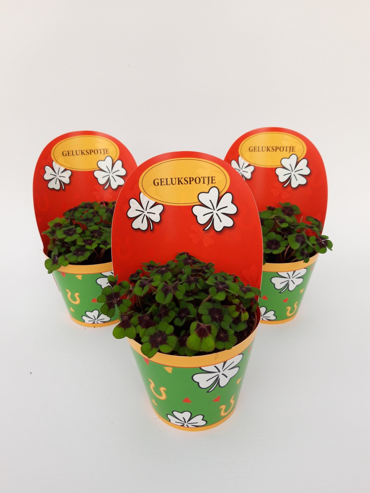 Oxalis deppei 10cm 9cm Pot