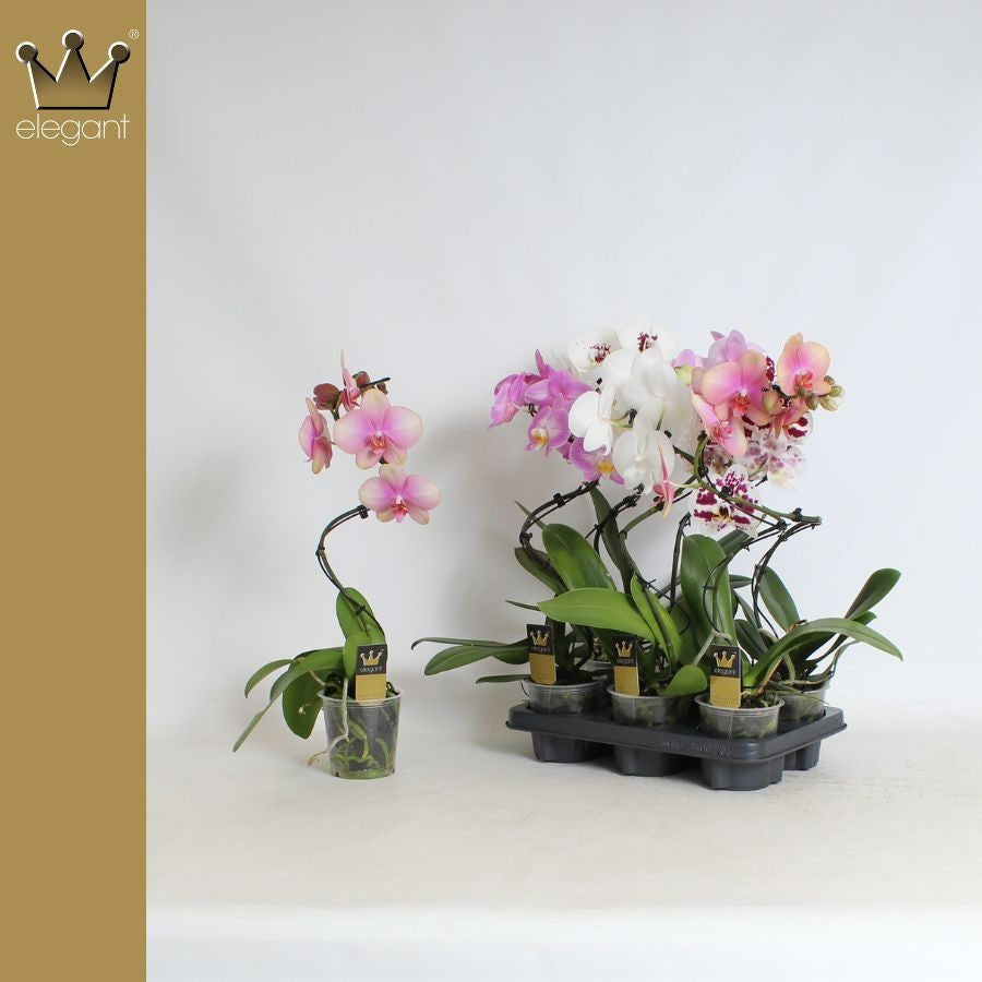 Phalaenopsis Elegant cascade 50cm 12cm Pot