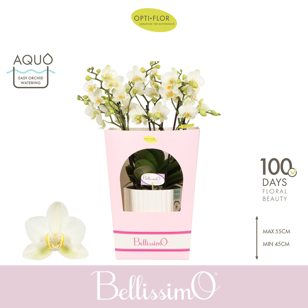 Phalaenopsis Bellissimo Bella 50cm 15cm Pot