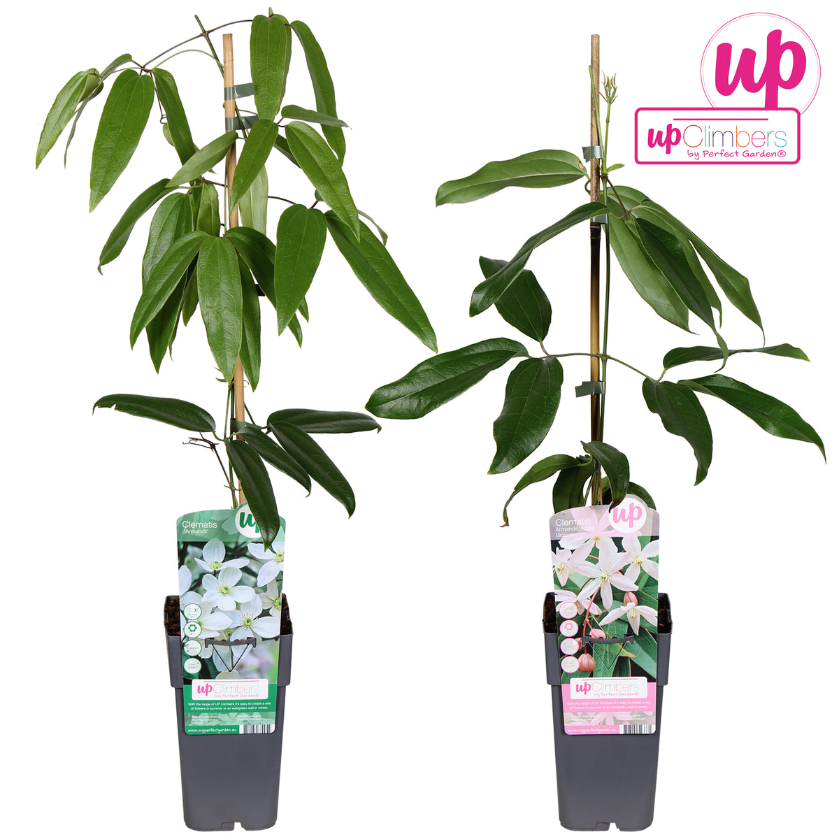 Clematis hybrid mix 65cm 15cm Pot