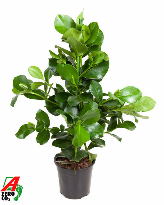 Clusia rosea 100cm 24cm Pot