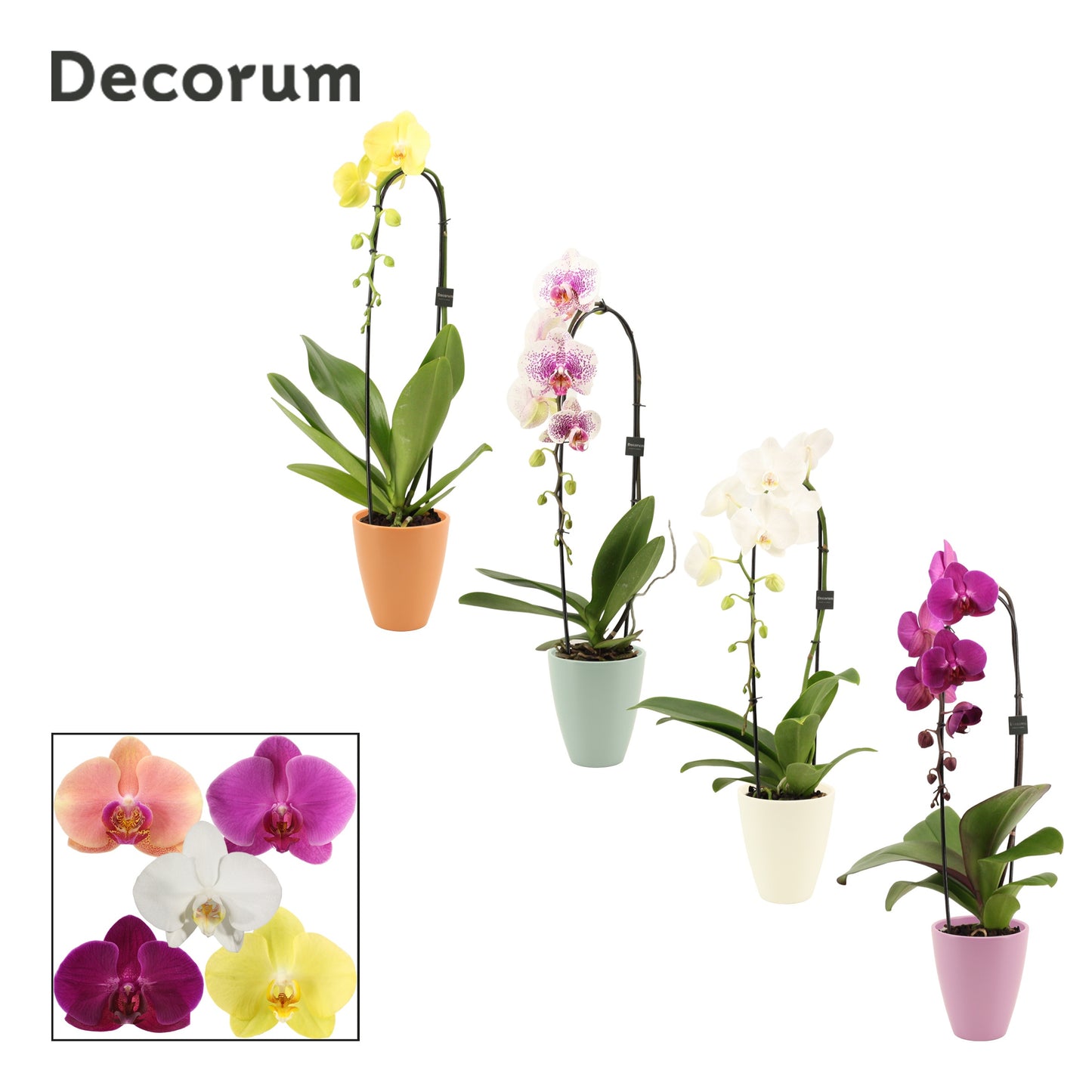 Duijn-Hove BV, kwekerij Phalaenopsis mix cascade (+ drp.Carly) Pack of 6
