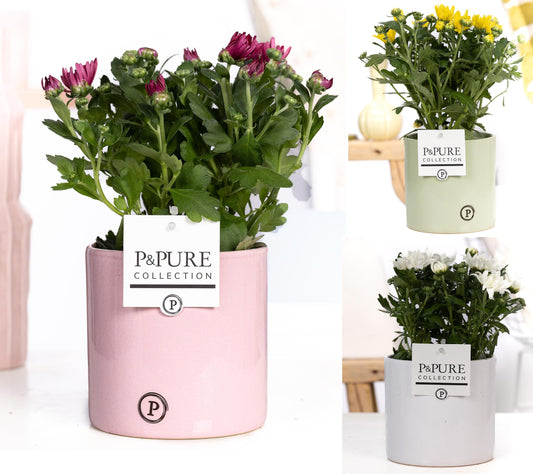 Chrysanthemum double mix 25cm 12cm Pot