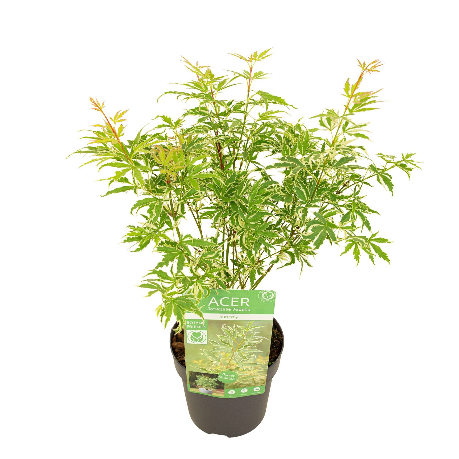 Acer Butterfly 45cm 15cm Pot