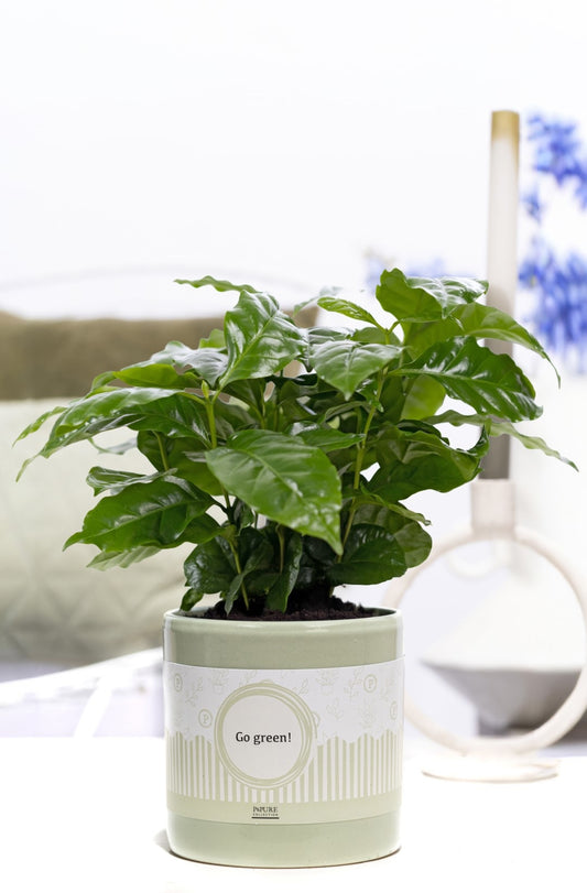 Coffea arabica 20cm 12cm Pot