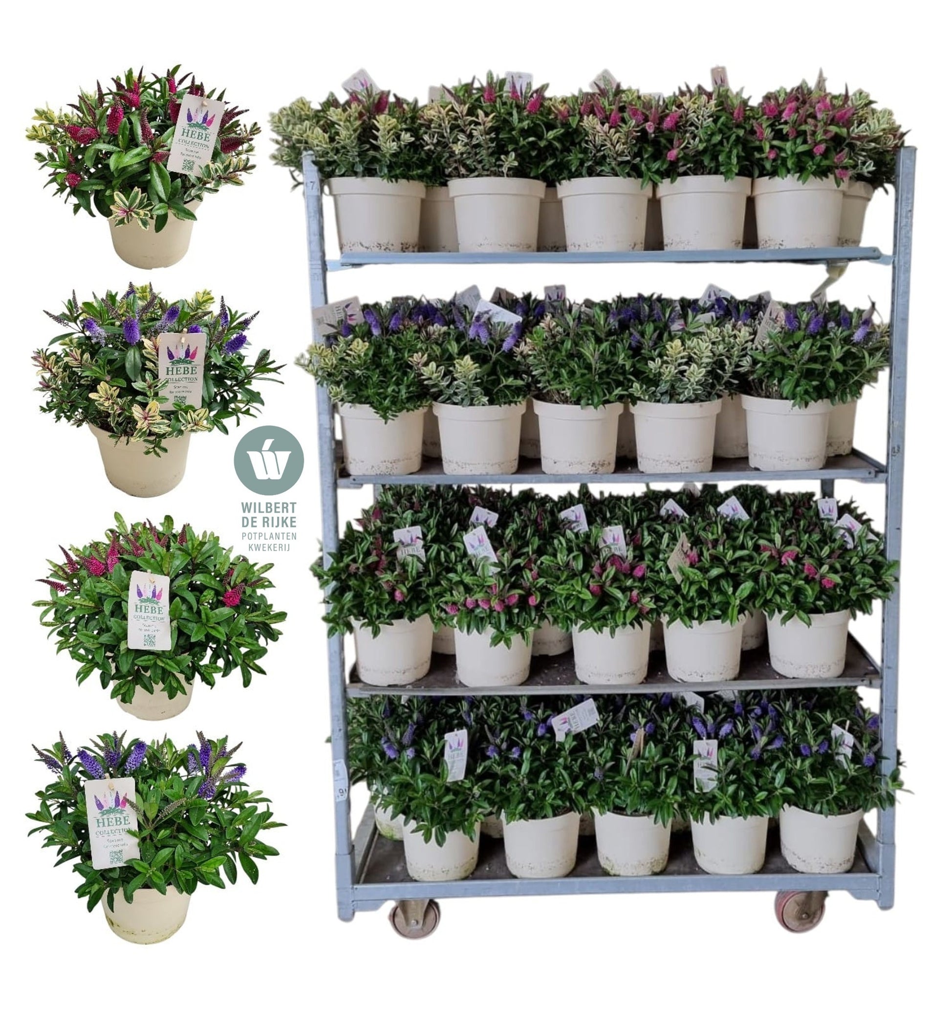 Rijke, Kw. Wilbert de Hebe franciscana mix Pack of 1
