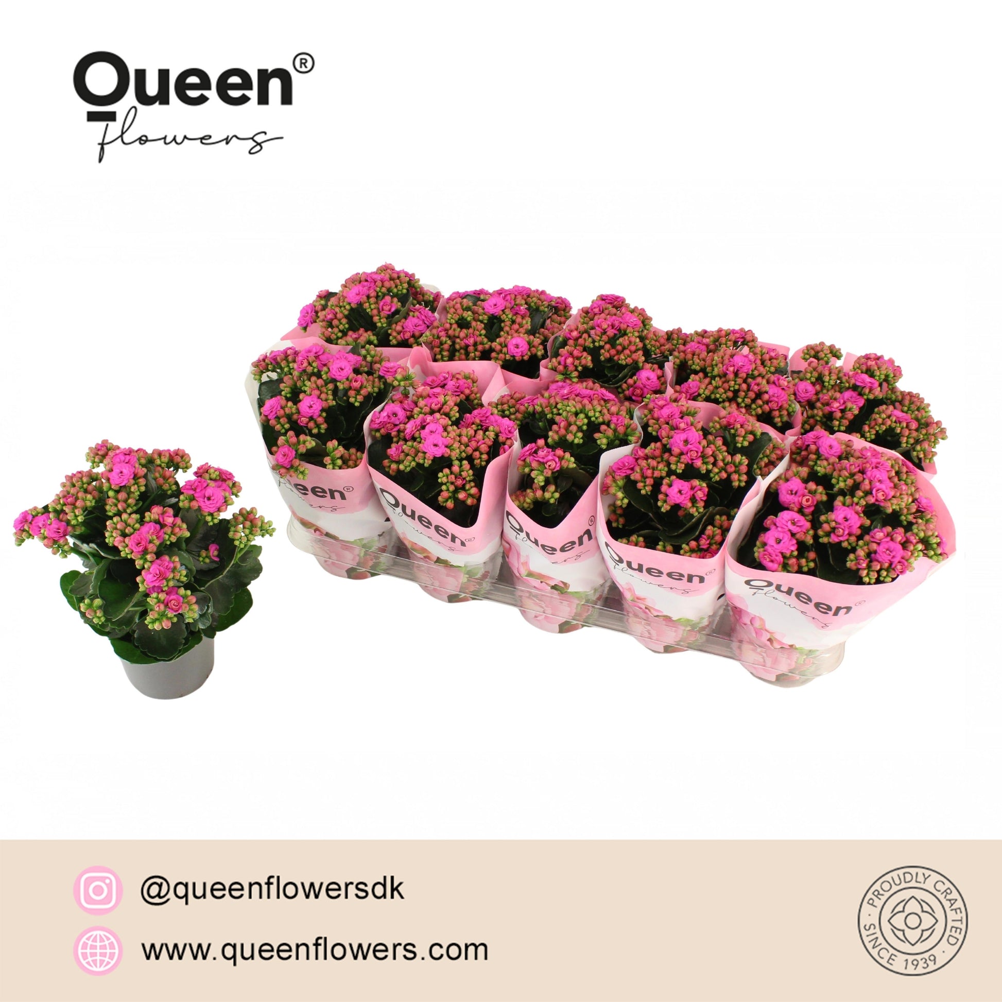 Pligt Professionals BV Kalanchoe More Flowers Augusta Pack of 10