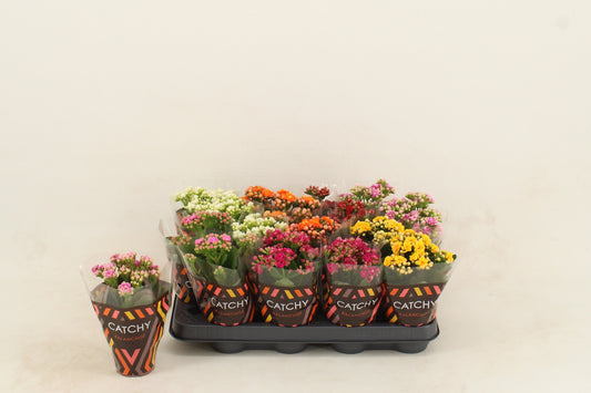 Kalanchoe mix 15cm 8cm Pot