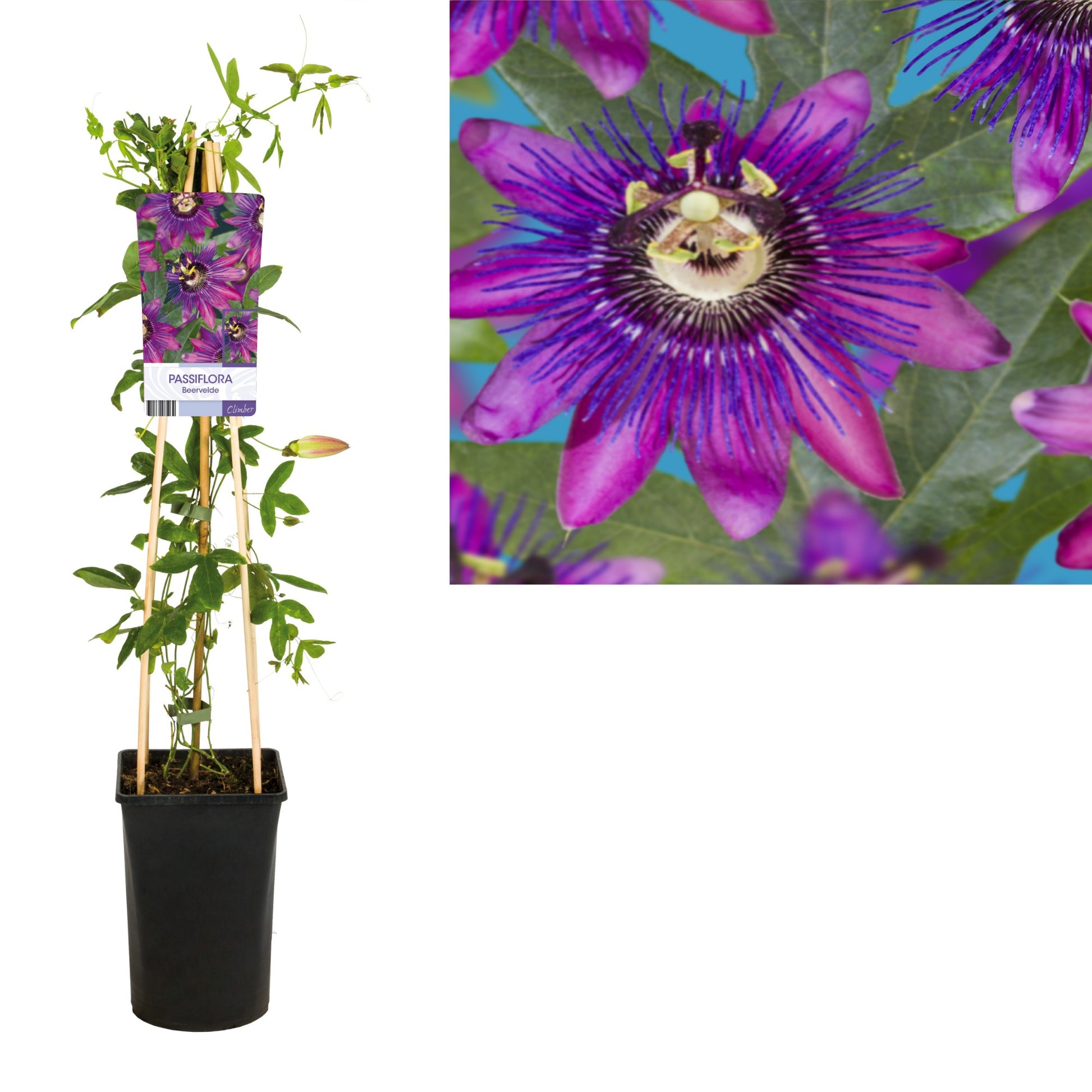 Passiflora 75cm 17cm Pot