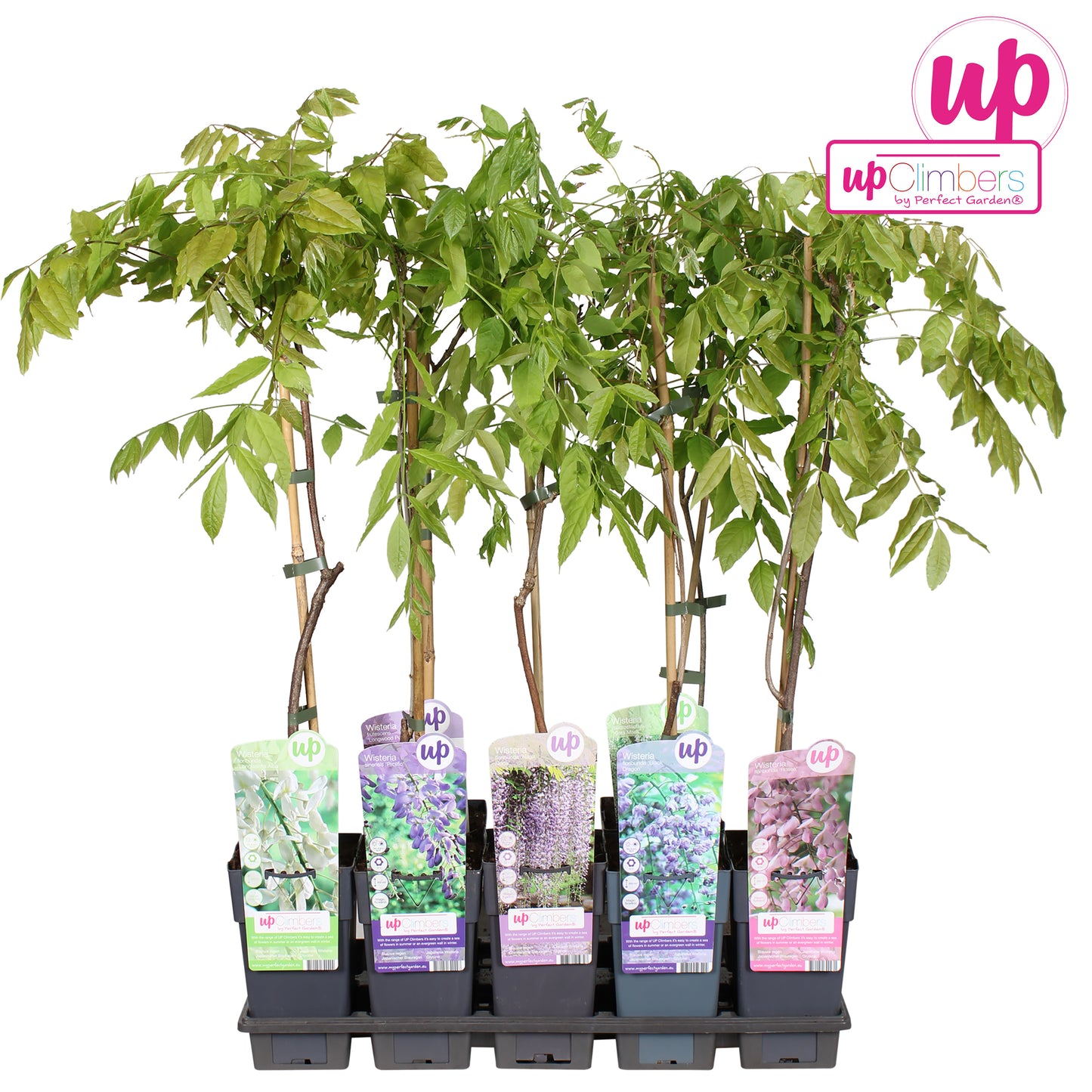 Wisteria Hybrid mix 70cm 15cm Pot