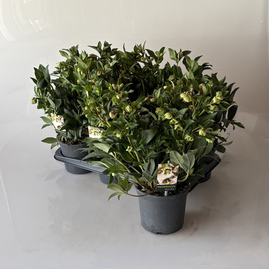 Helleborus Winterbells 40cm 17cm Pot