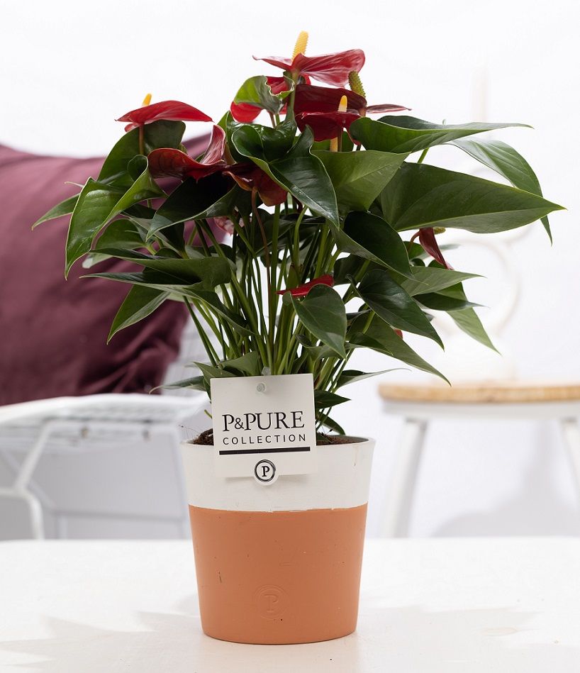 Anthurium andraeanum 45cm 12cm Pot