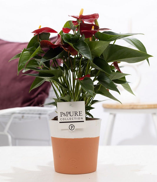 Anthurium andraeanum 45cm 12cm Pot