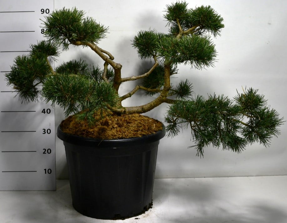 Pinus syl. Repens 90cm 48cm Pot