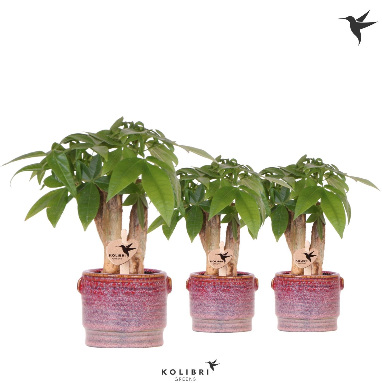 Pachira aquatica 20cm 6cm Pot