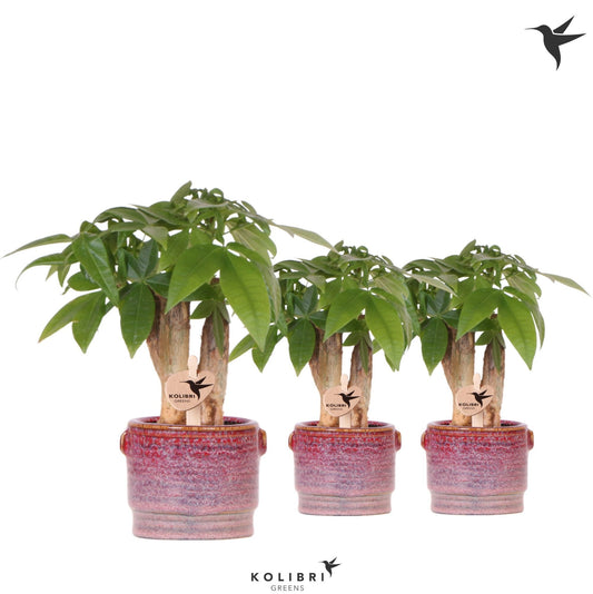 Pachira aquatica 20cm 6cm Pot
