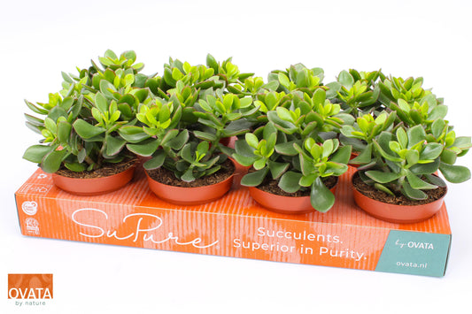 Crassula Minova Magic 20cm 12cm Pot