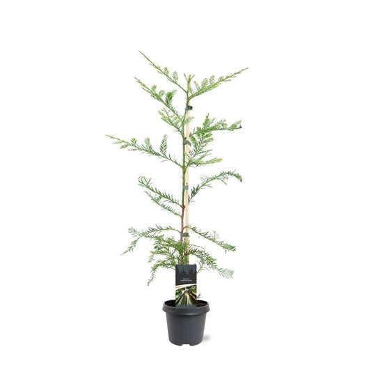 Sequoia sempervirens Adpressa 90cm 23cm Pot