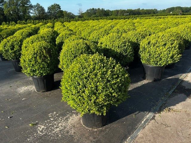 Buxus sempervirens ball 100cm 50cm Pot