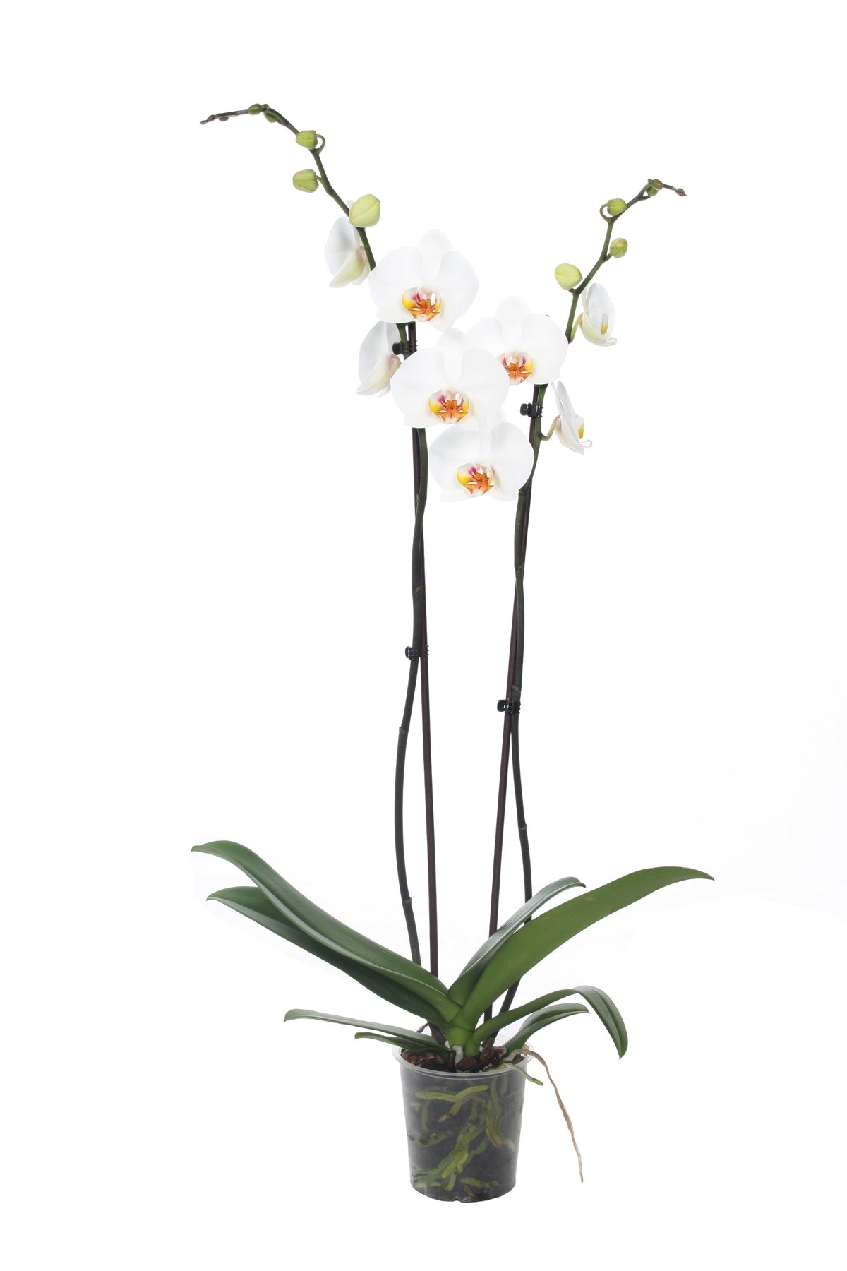 Phalaenopsis white 75cm 12cm Pot