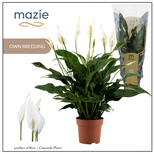 Spathiphyllum Sweet Curiosa 55cm 13cm Pot