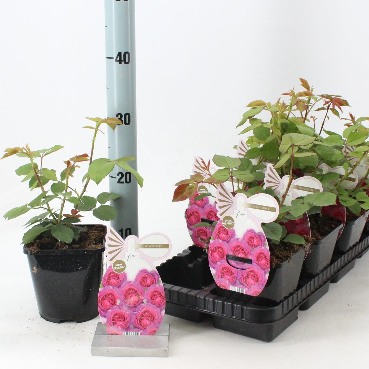 Rosa Hybrid 10cm 14cm Pot