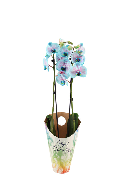 Phalaenopsis Royal bubblegum 55cm 12cm Pot