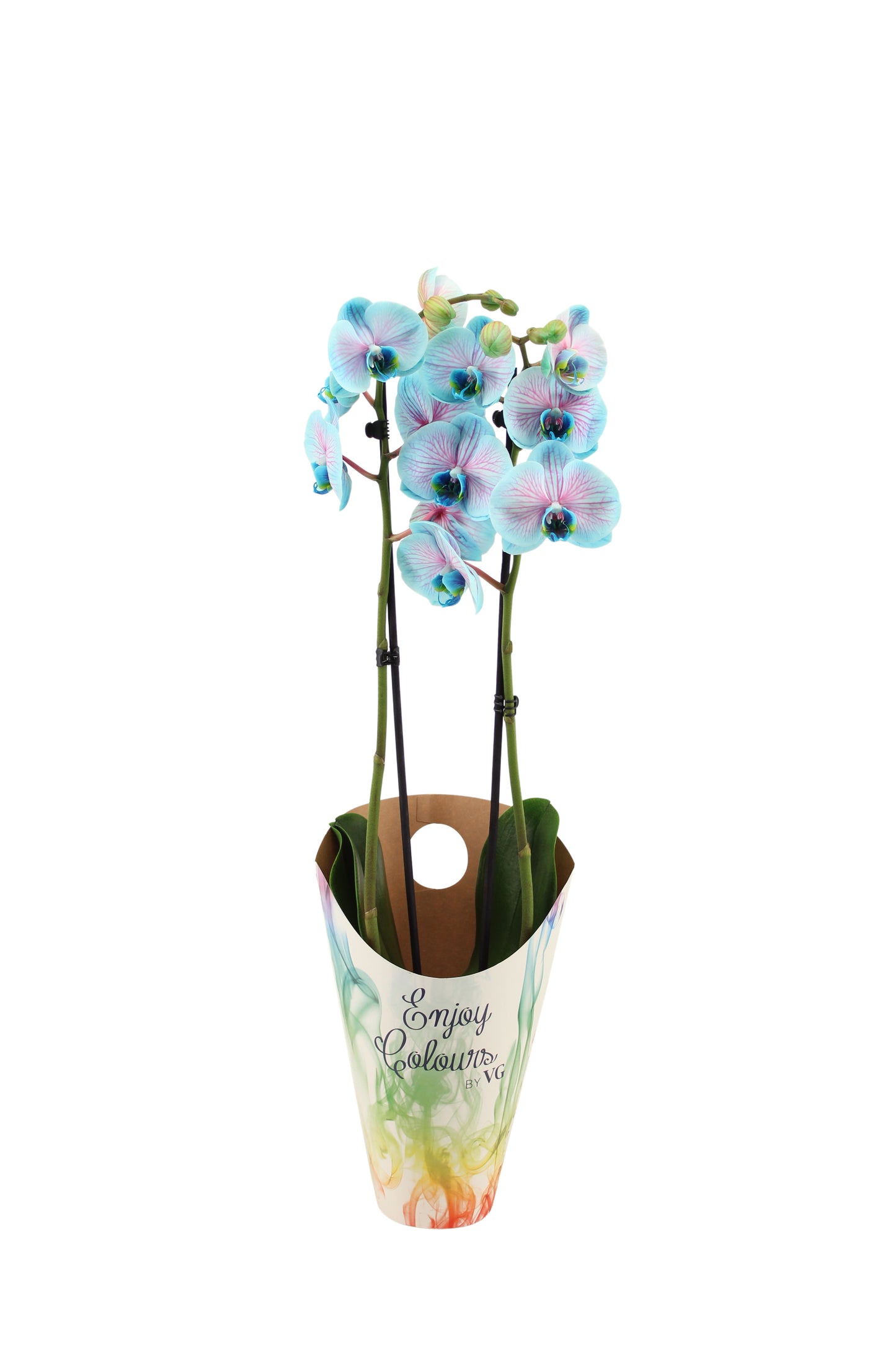 Phalaenopsis Royal bubblegum 55cm 12cm Pot