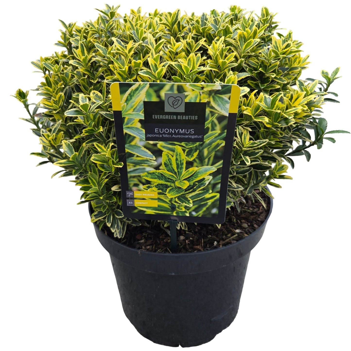 Euonymus japonicus Microphyllus Aureovariegatus 40cm 26cm Pot