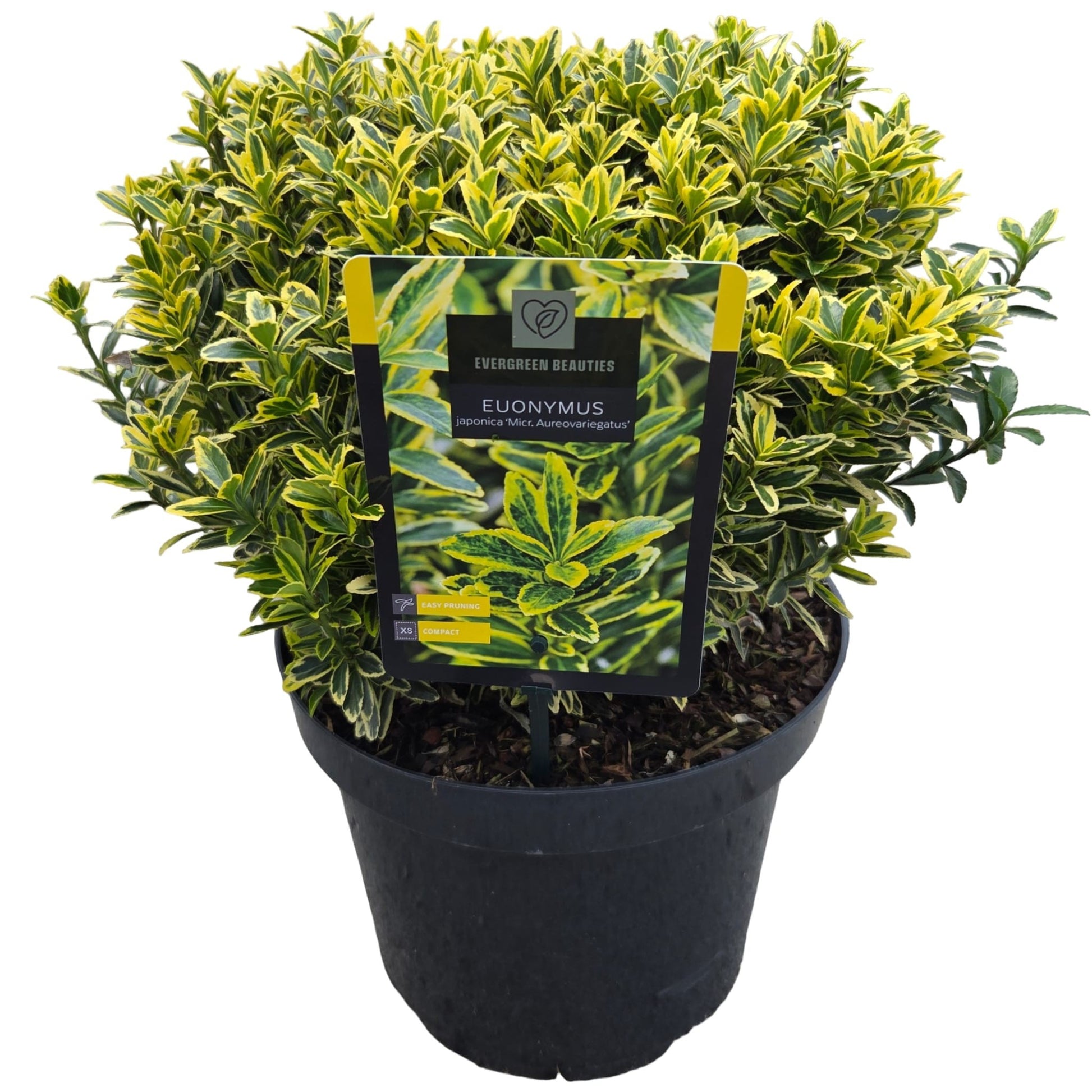Euonymus japonicus Microphyllus Aureovariegatus 40cm 26cm Pot