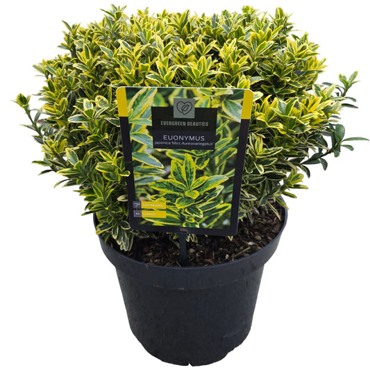 Euonymus japonicus Microphyllus Aureovariegatus 40cm 26cm Pot