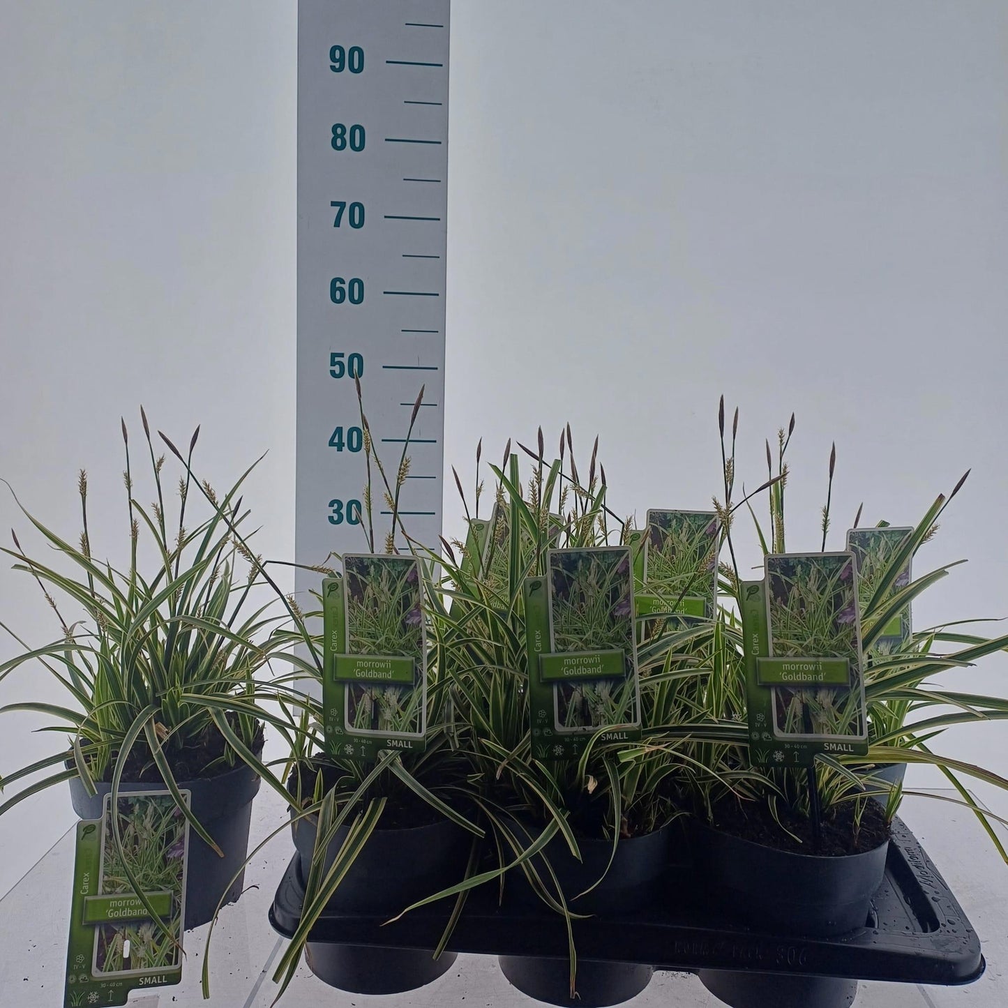 Carex morrowii 40cm 17cm Pot