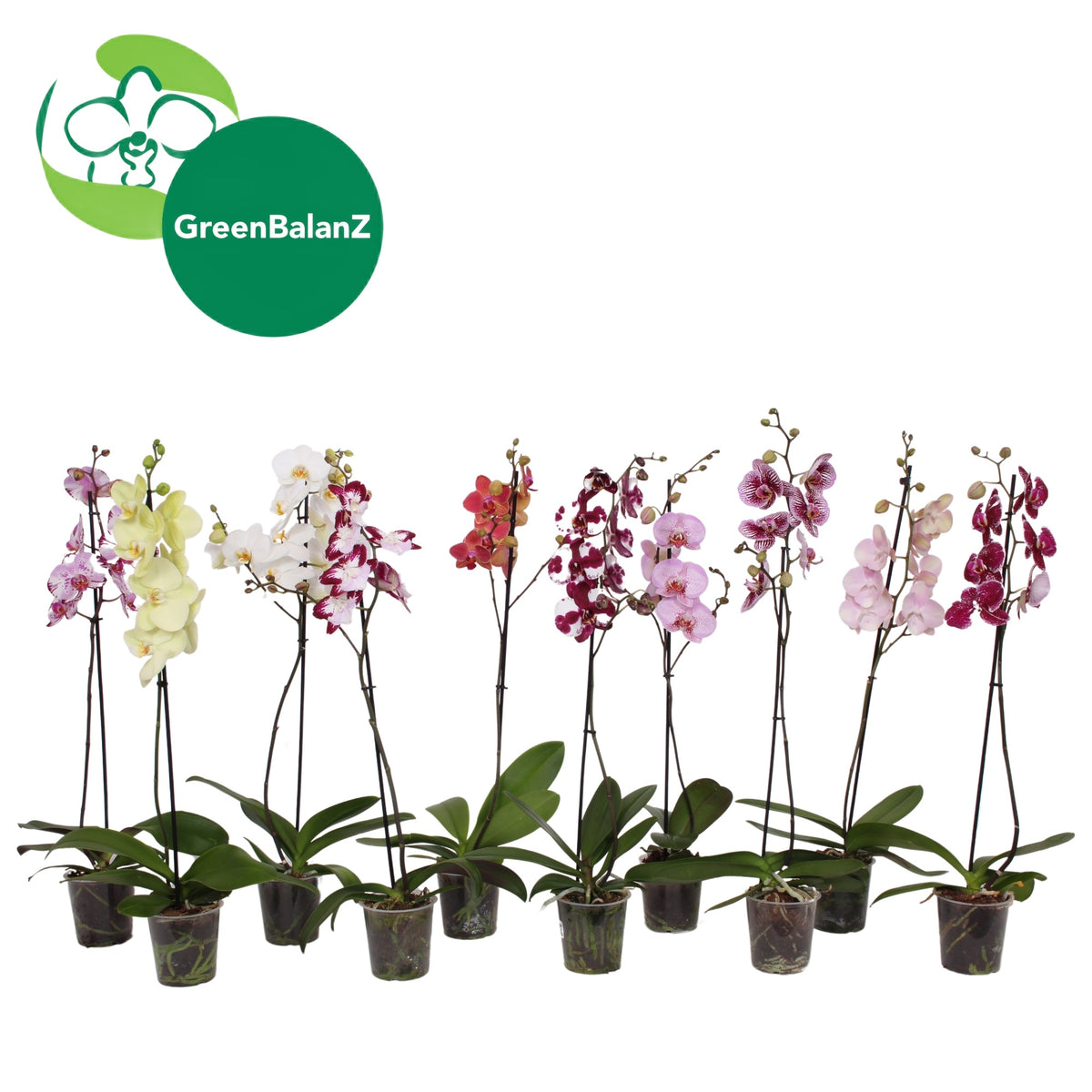 Phalaenopsis mix 75cm 12cm Pot