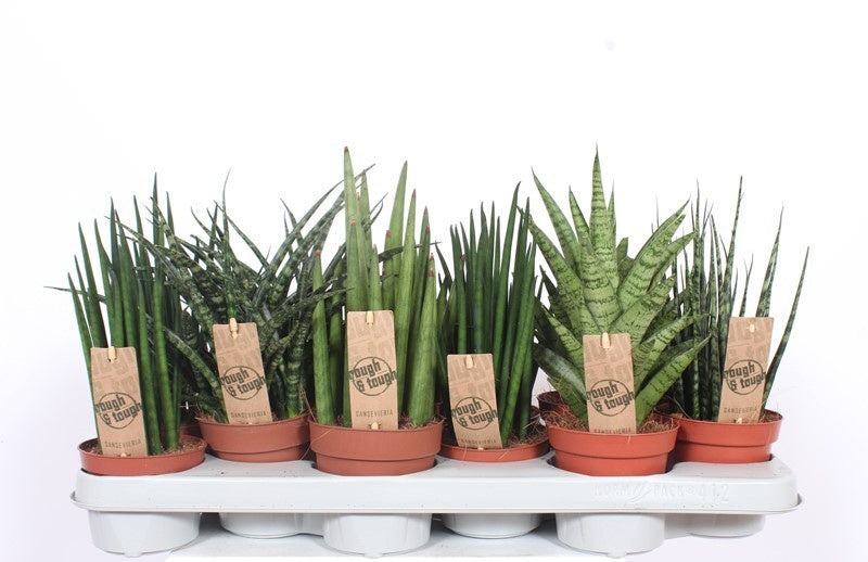 Fachjan BV Sansevieria Luxe mix Pack of 11