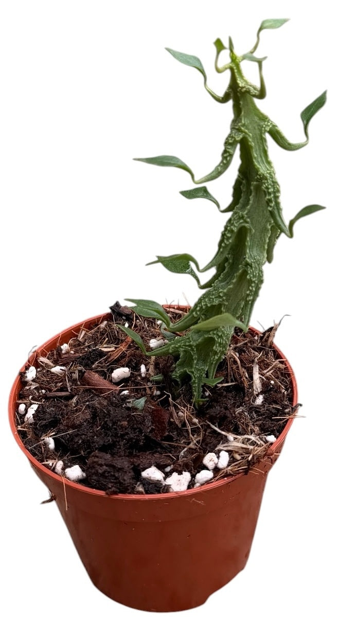 Ceropegia Simoneae 12cm 8cm Pot