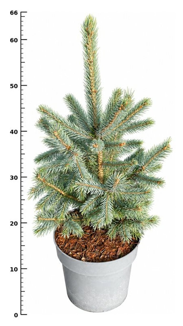 Picea pungens 60cm 23cm Pot