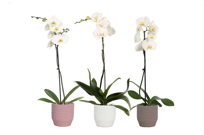 Phalaenopsis white 55cm 12cm Pot