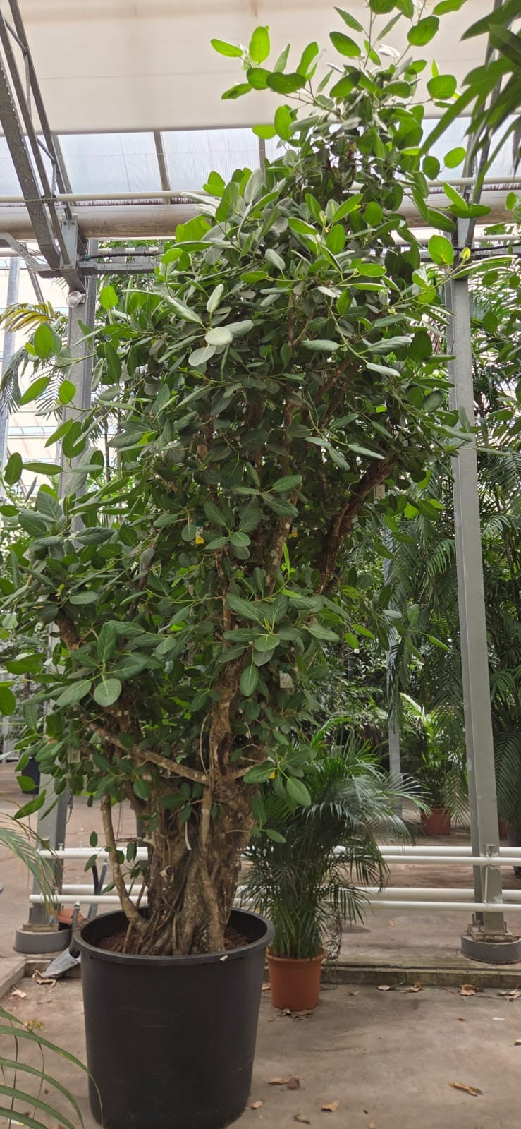 Ficus benghalensis 550cm 96cm Pot