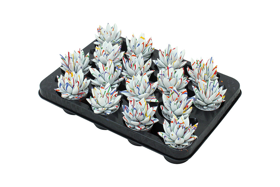 Echeveria colored Splash white 8cm 6cm Pot