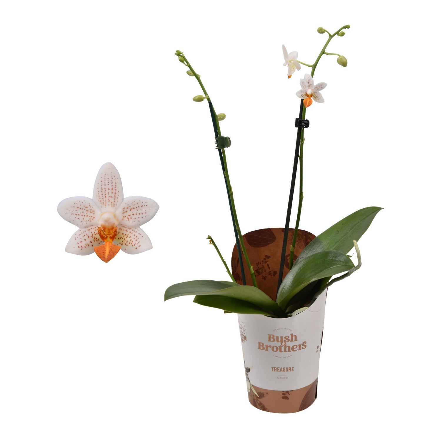 Phalaenopsis Hybrid 15cm 9cm Pot
