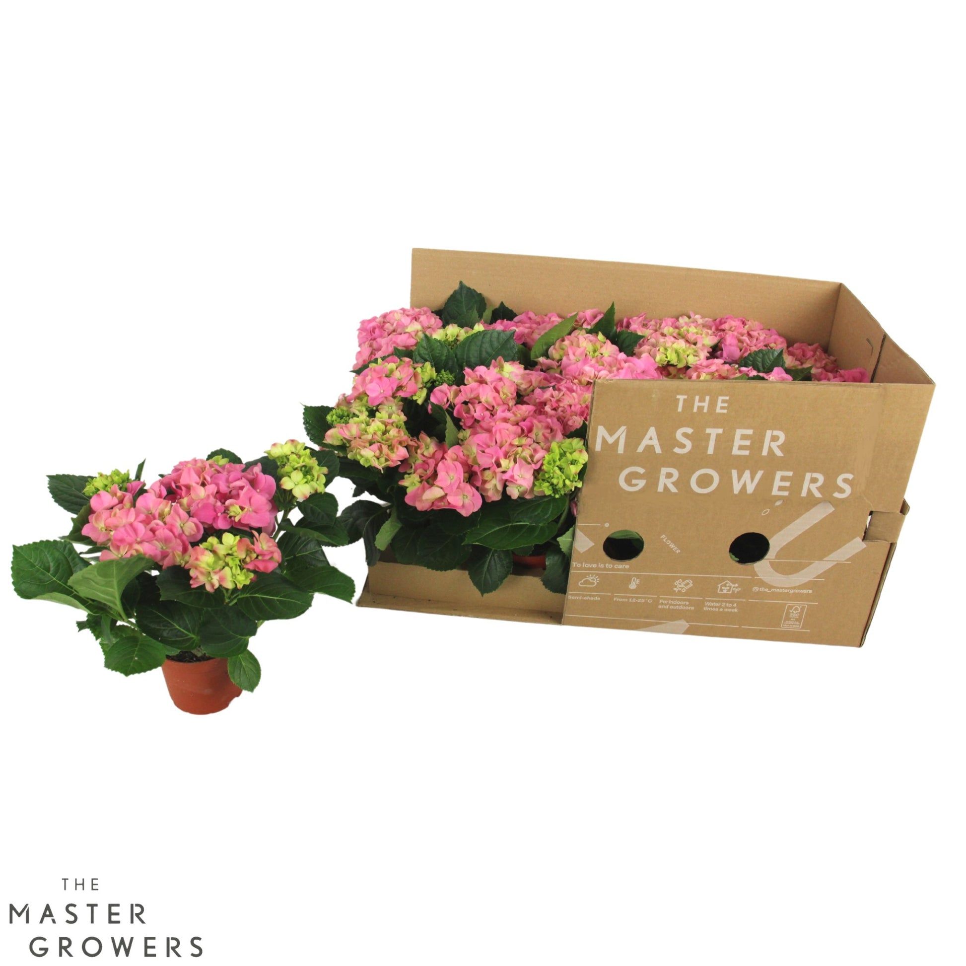 Hydrangea macr. Sarena 22cm 10cm Pot