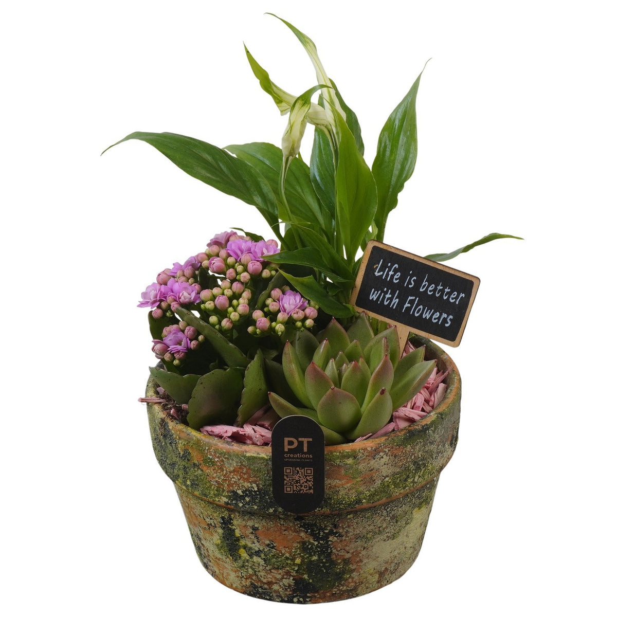 Indoor arrangement 26cm 15cm Pot