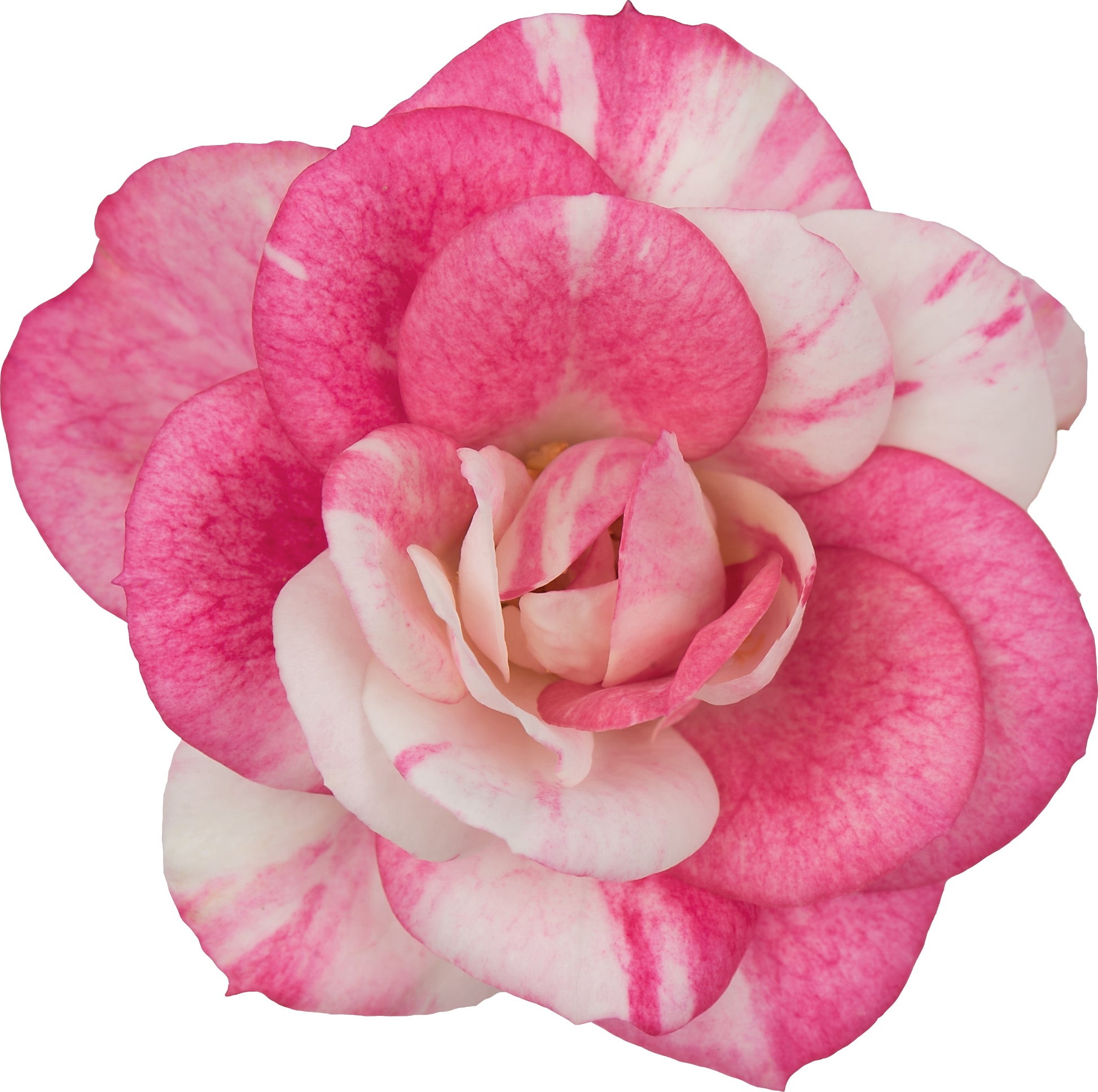 Rosa Vieve 32cm 23cm Pot