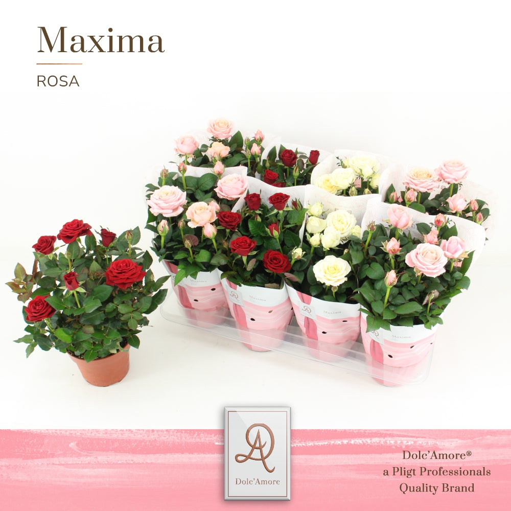 Rosa Amorosa mix 30cm 14cm Pot
