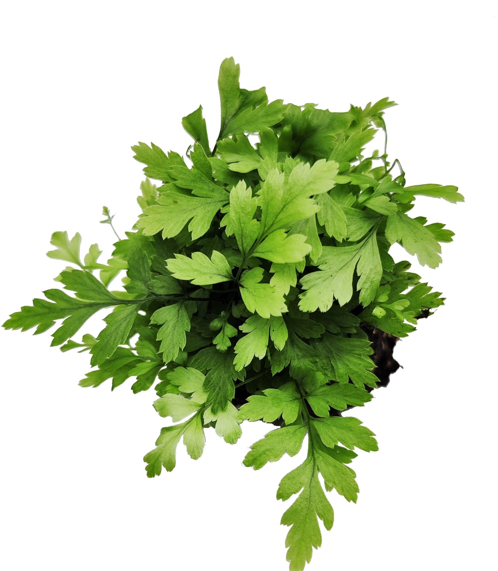 Athyrium (Lady Fern) 5cm 4cm Pot