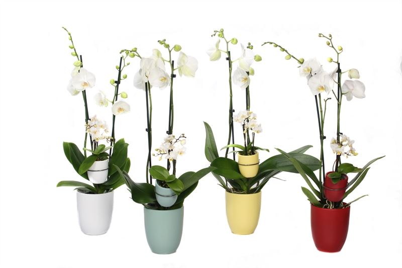 Phalaenopsis white 60cm 12cm Pot